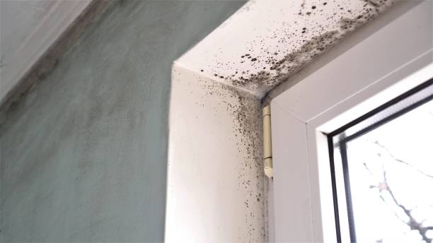 Best Mold Inspection  in Mcmurray, PA